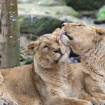 Baumackerschule Zoo Challenge